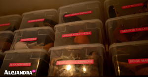 Closet Organizing Tip: Keep Special Occasion Shoes in Clear Boxes at the Top of the Closet to Maximize Space
